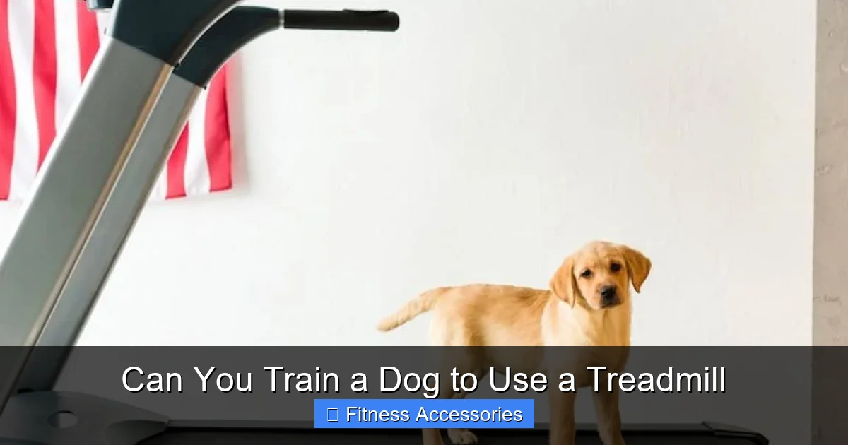 Can You Train a Dog to Use a Treadmill