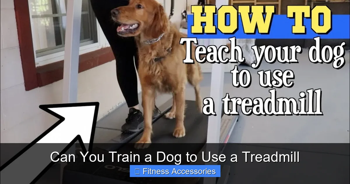 Can You Train a Dog to Use a Treadmill