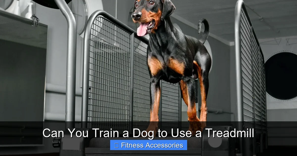 Can You Train a Dog to Use a Treadmill