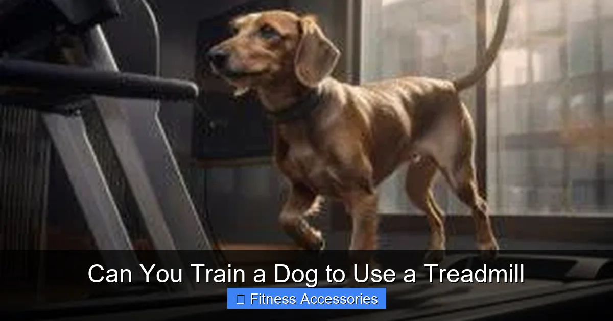 Can You Train a Dog to Use a Treadmill