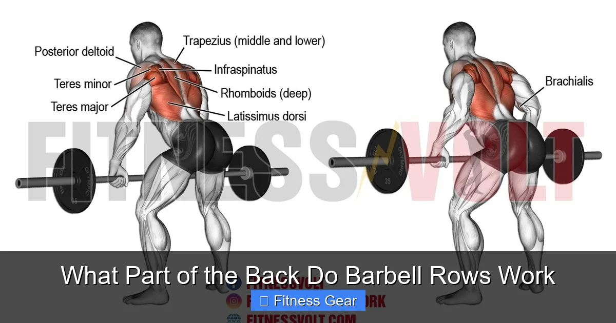What Part of the Back Do Barbell Rows Work