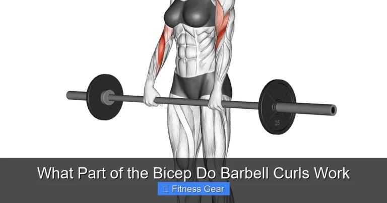 What Part of the Bicep Do Barbell Curls Work
