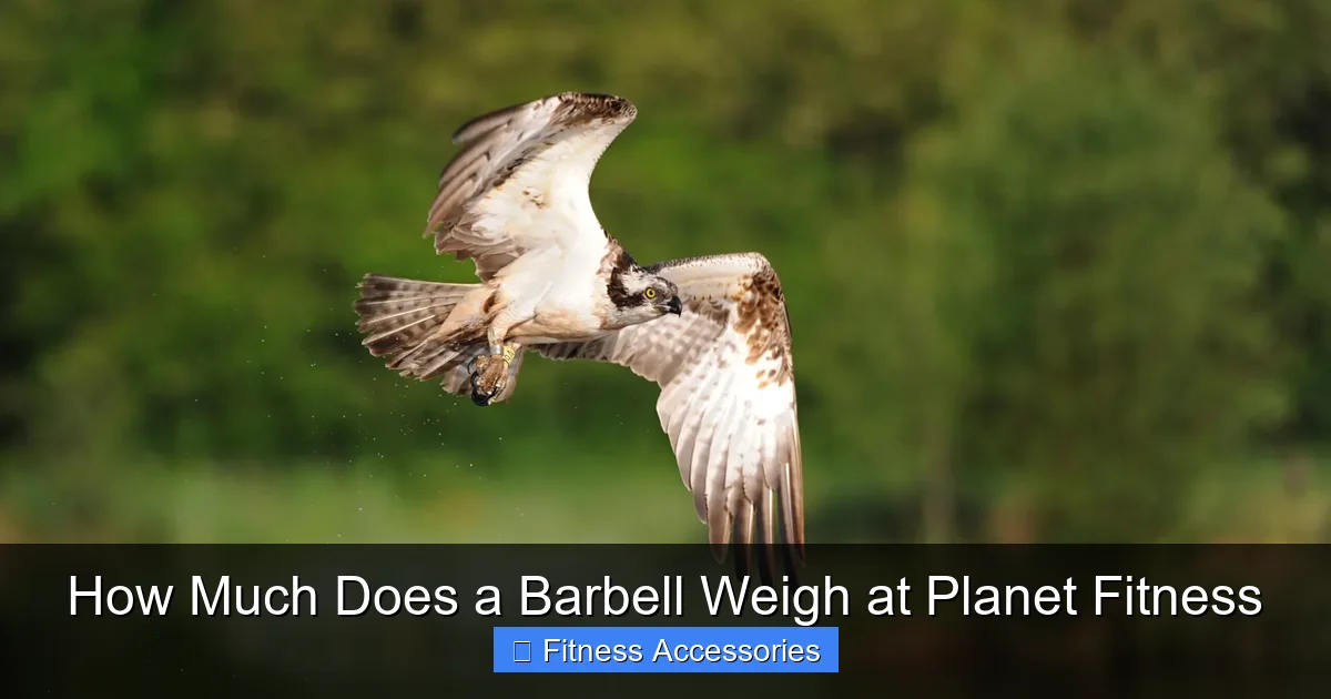 How Much Does a Barbell Weigh at Planet Fitness
