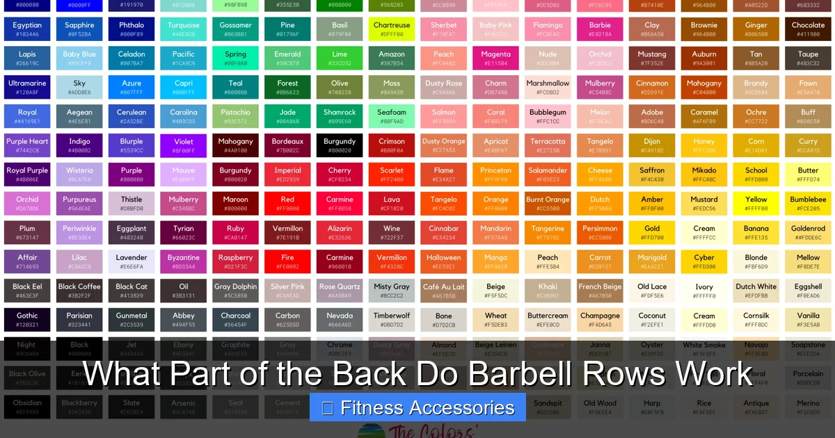 What Part of the Back Do Barbell Rows Work