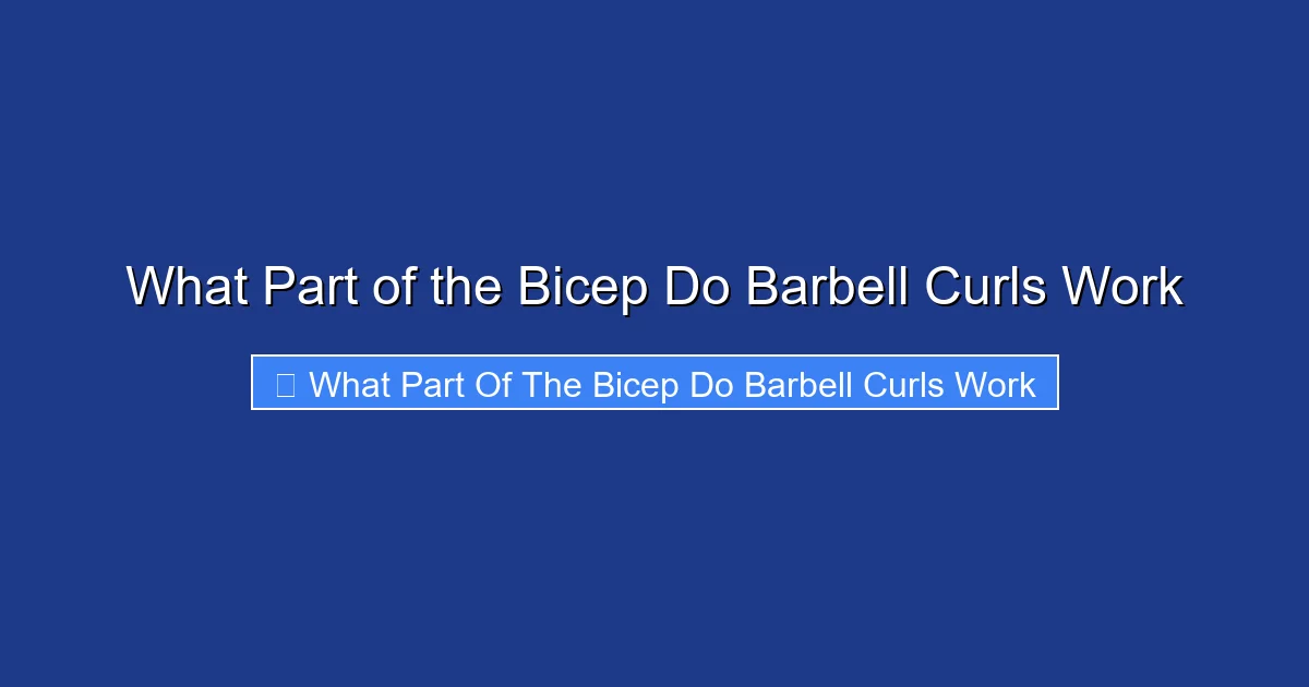 What Part of the Bicep Do Barbell Curls Work