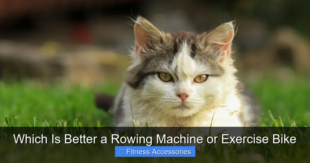 Which Is Better a Rowing Machine or Exercise Bike