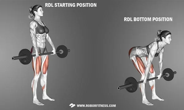 How to Do an Rdl with a Barbell