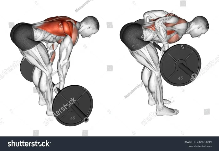 What Muscles Does Bent Over Barbell Row Work
