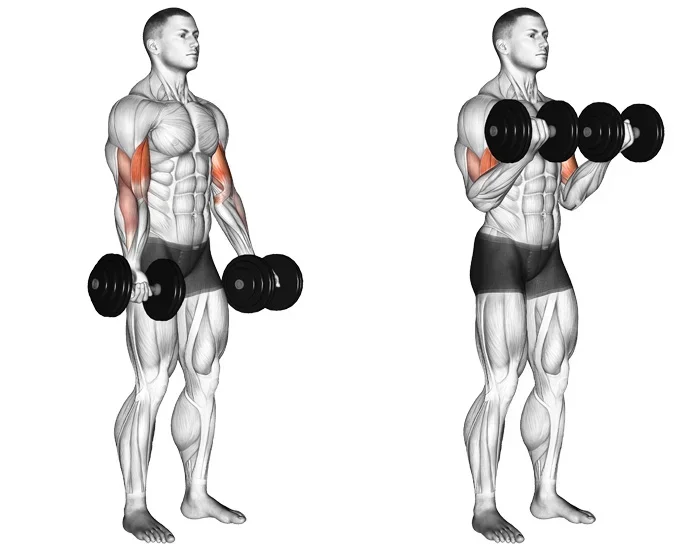 How to Make Biceps at Home with Dumbbells