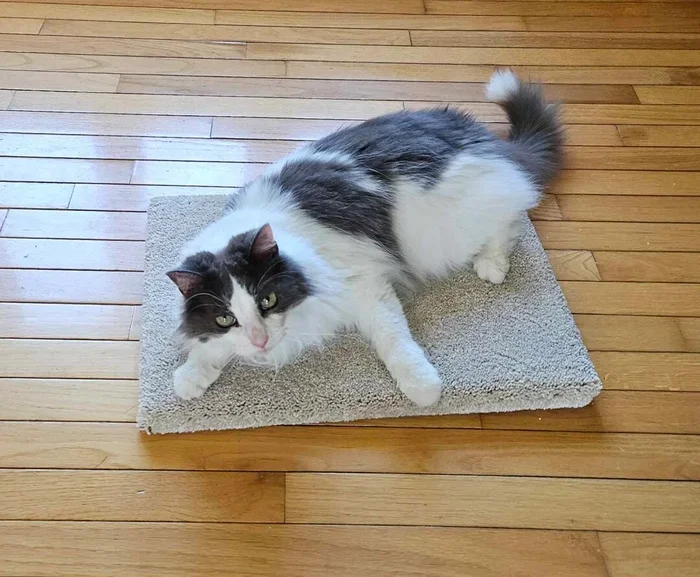 Why Does My Cat Like My Yoga Mat
