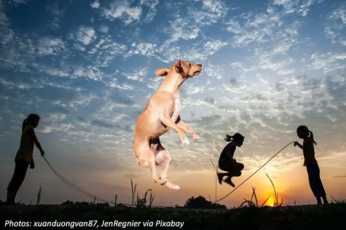How to Teach Your Dog to Jump Rope