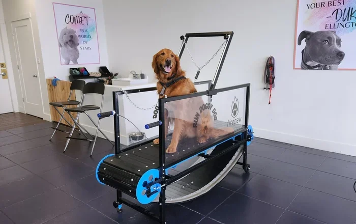 How to Get Dog to Run on Treadmill