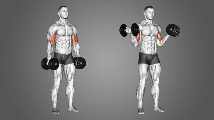 Can You Get Big Arms with Just Dumbbells