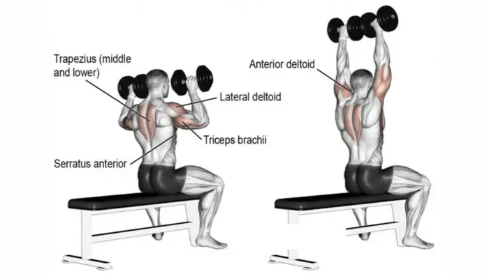 How to Do a Shoulder Press with Dumbbells
