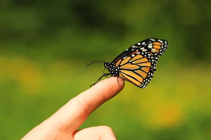 What Does It Mean If a Butterfly Lands on You