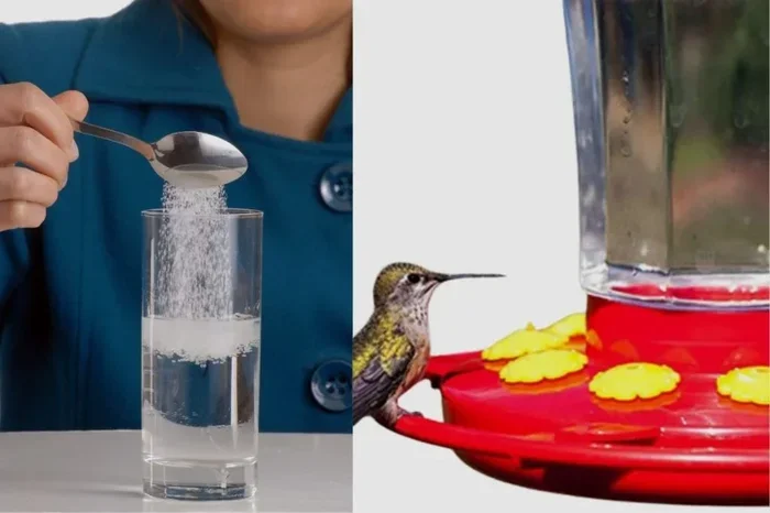 Make the Best Hummingbird Food Recipe with Sugar Water