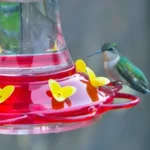 The Best Homemade Hummingbird Food Recipe You Will Love