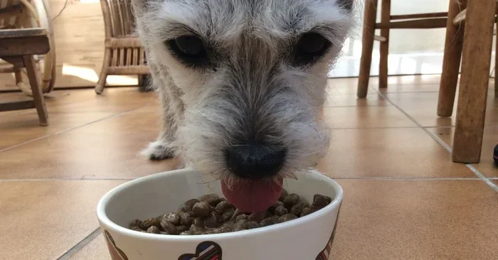 Taste of the Wild Senior Dog Food