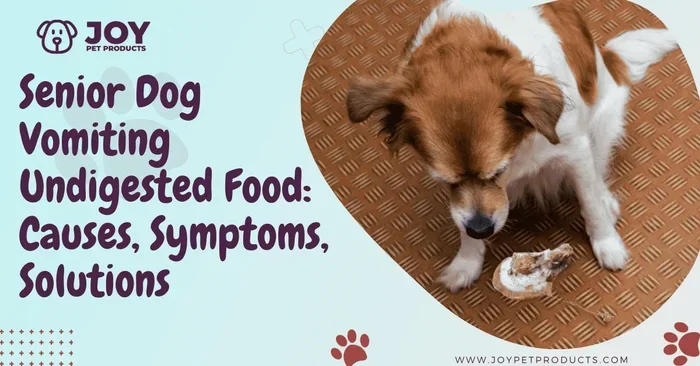 Senior Dog Vomiting Undigested Food