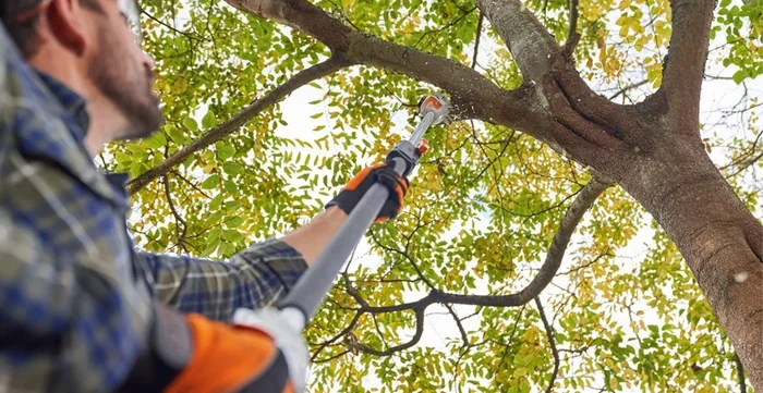 Tree Removal for Seniors Over 65