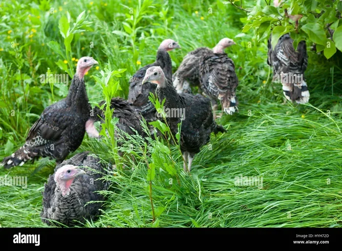 Why Young Turkey Makes the Perfect Addition to Your Farm